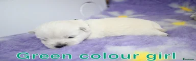 West Highland Terrier Puppy 6