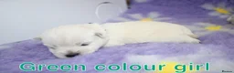 West Highland Terrier dogs for sale: Beautiful west highland terrier puppies for sale - Advert 3