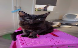 Mixed Breed cats for sale: Mix breed male kitten ❤️ - Image 2