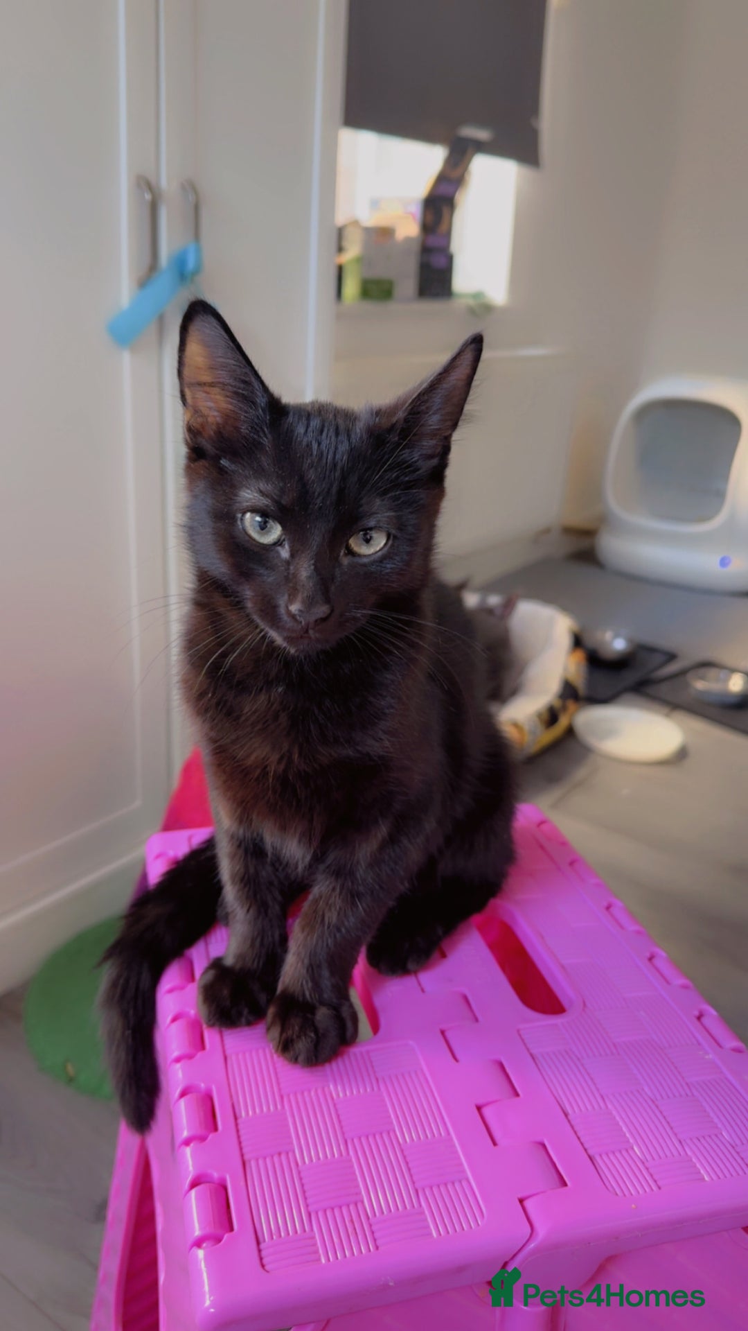 Mixed Breed cats for sale: Mix breed male kitten ❤️ - Image 2