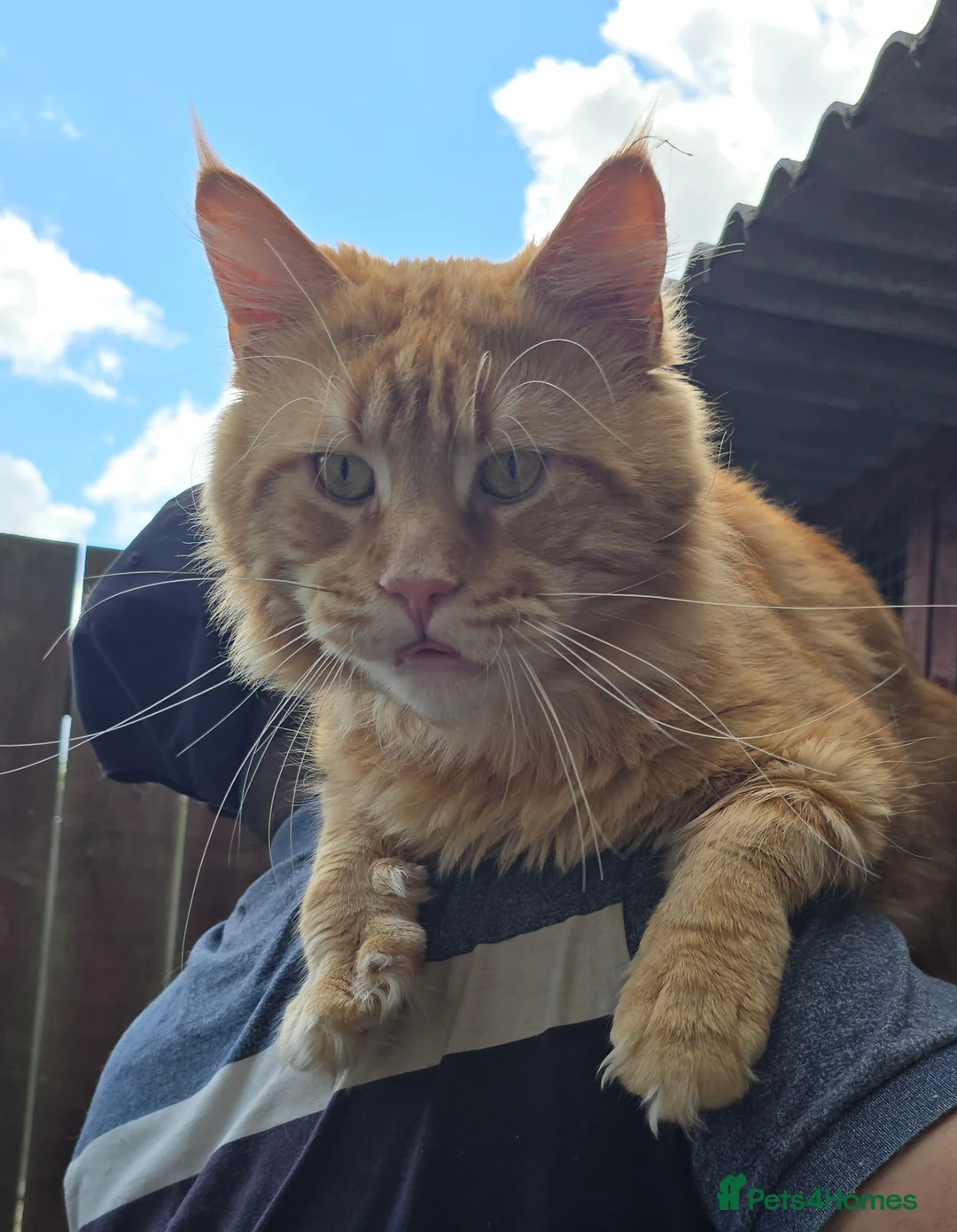 Maine Coon cats for stud: Maine Coon Large Red Tabby over 10kg in Hull - Advert 25