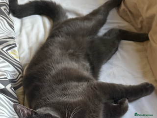 Chartreux cats for stud: Handsome BSH mix for Stud in London - Advert 1