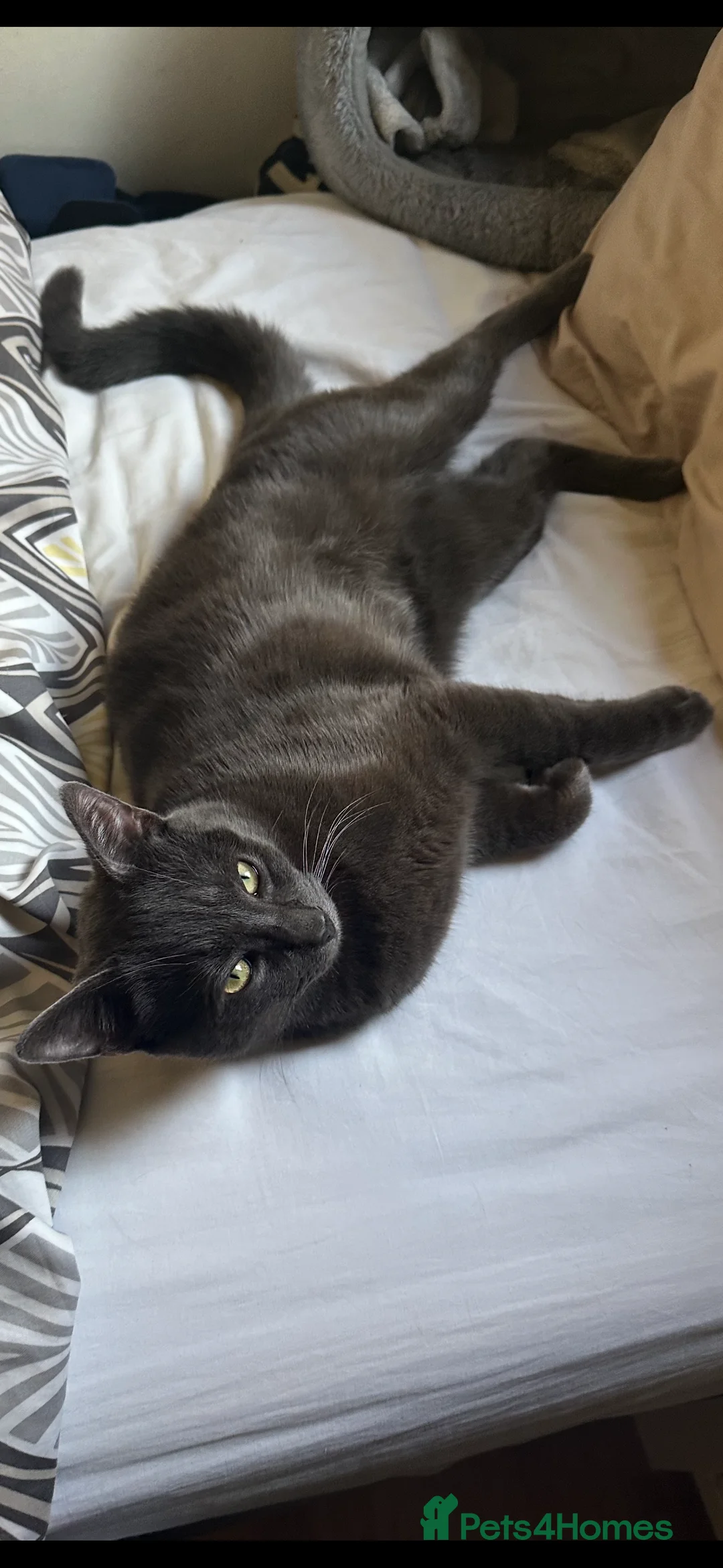 Chartreux cats for stud: Handsome BSH mix for Stud  in London - Advert 1