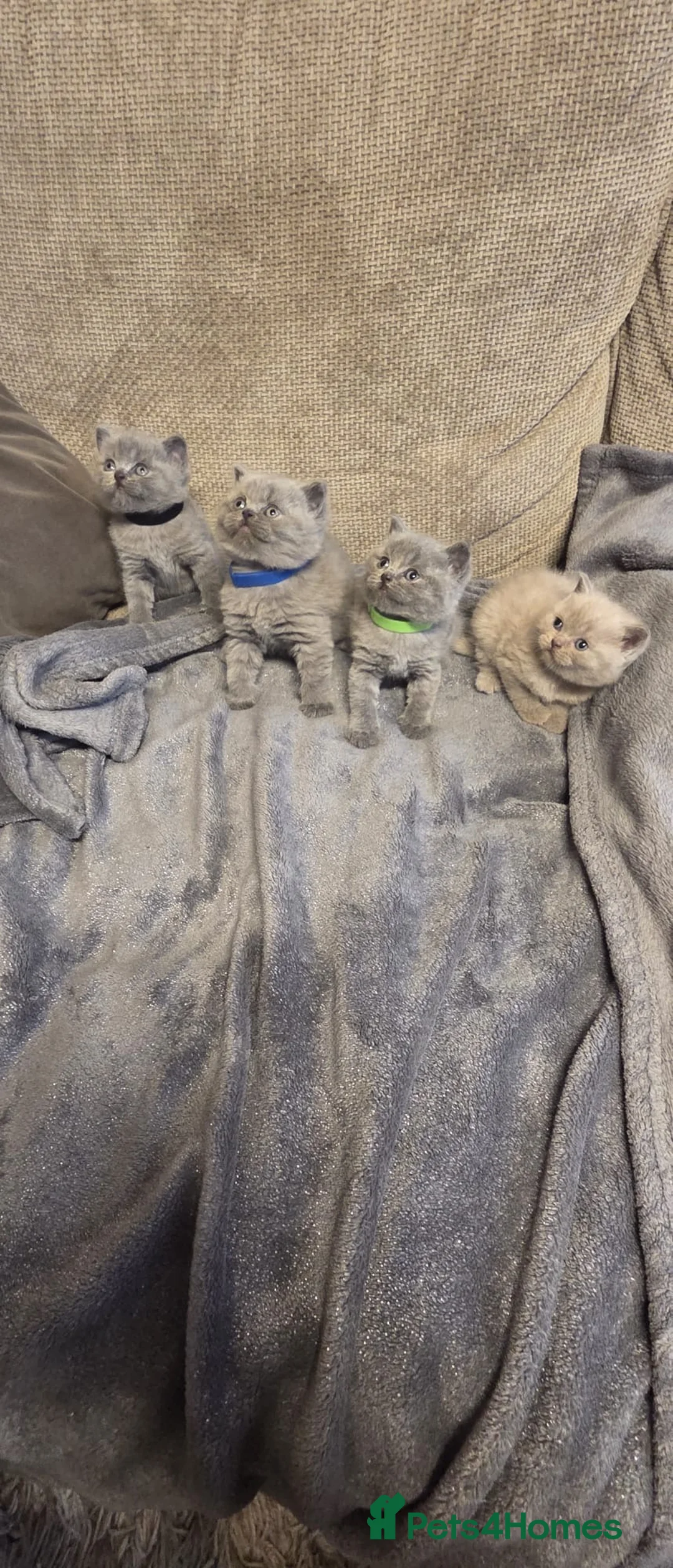 British Shorthair cats for sale: Fluffy and healthy British shorthair kittens - Advert 1