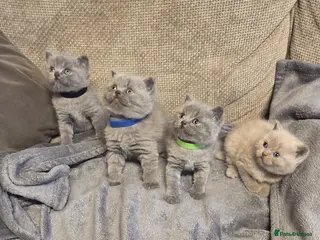 British Shorthair cats Fluffy and healthy British shorthair kittens - Advert 4