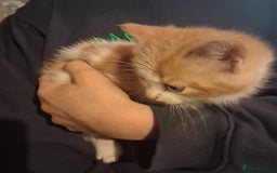 Mixed Breed cats for sale: Beautiful ginger and white kittens 5* homes  - Image 7