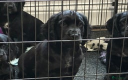 Cocker Spaniel dogs for sale: Kc registered puppies field trial pedigree - Image 7