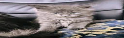 Maine Coon cats for sale: TICA registered DNA health tested maine coon boys - Advert 7