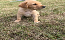 Labrador Retriever dogs for sale: Labrador retriever puppies - Image 6