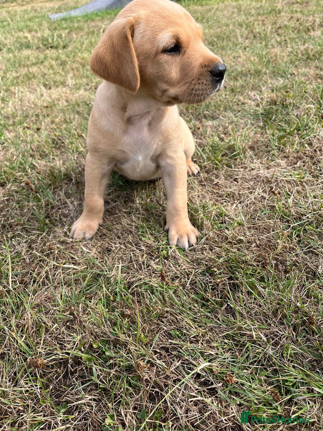 Labrador Retriever dogs for sale: Labrador retriever puppies - Image 6