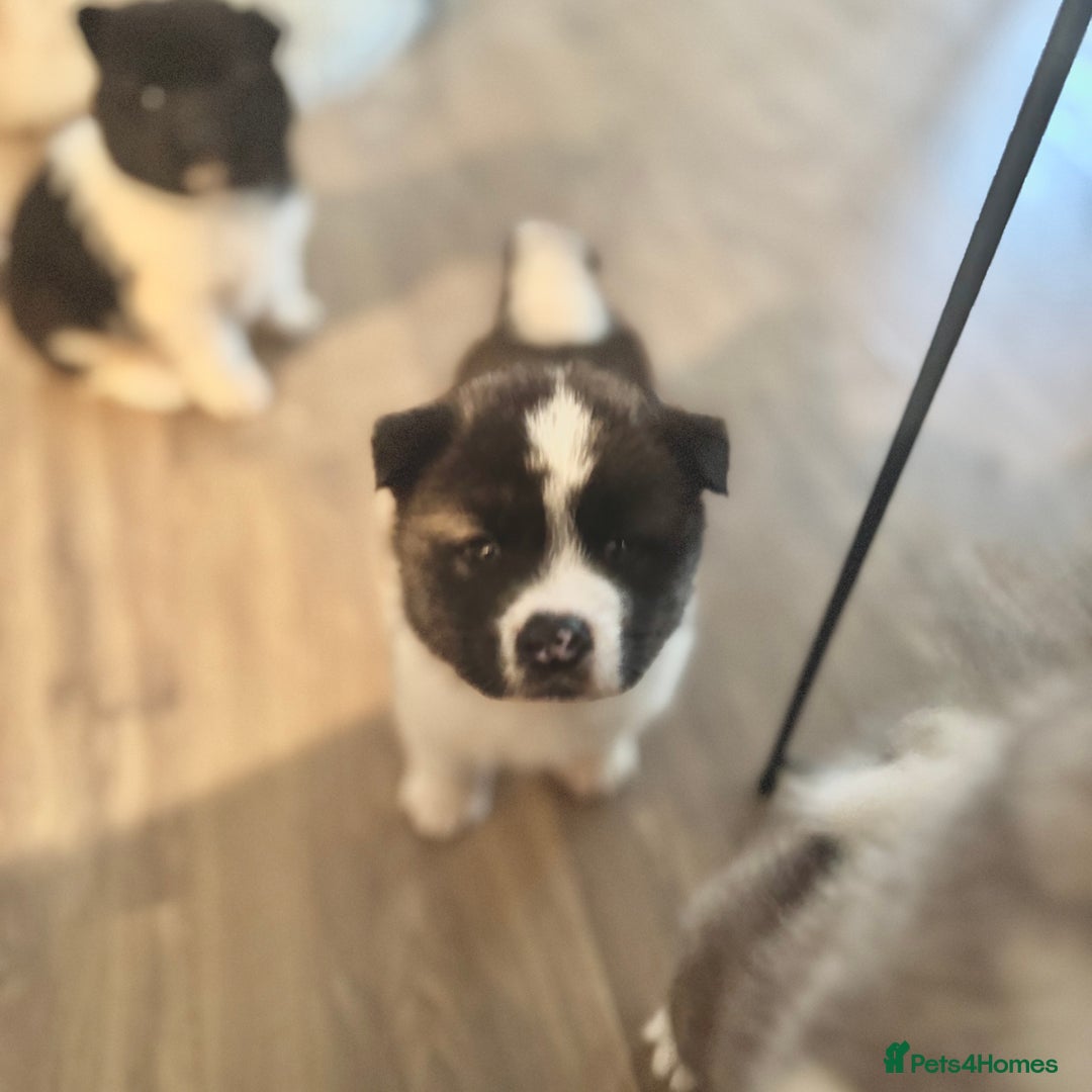 Akita dogs for sale: Quality Family Raised American Akita Puppies - Image 17