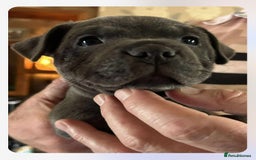 Staffordshire Bull Terrier dogs for sale: Blue Staffordshire Bull Terrier puppies - Image 8