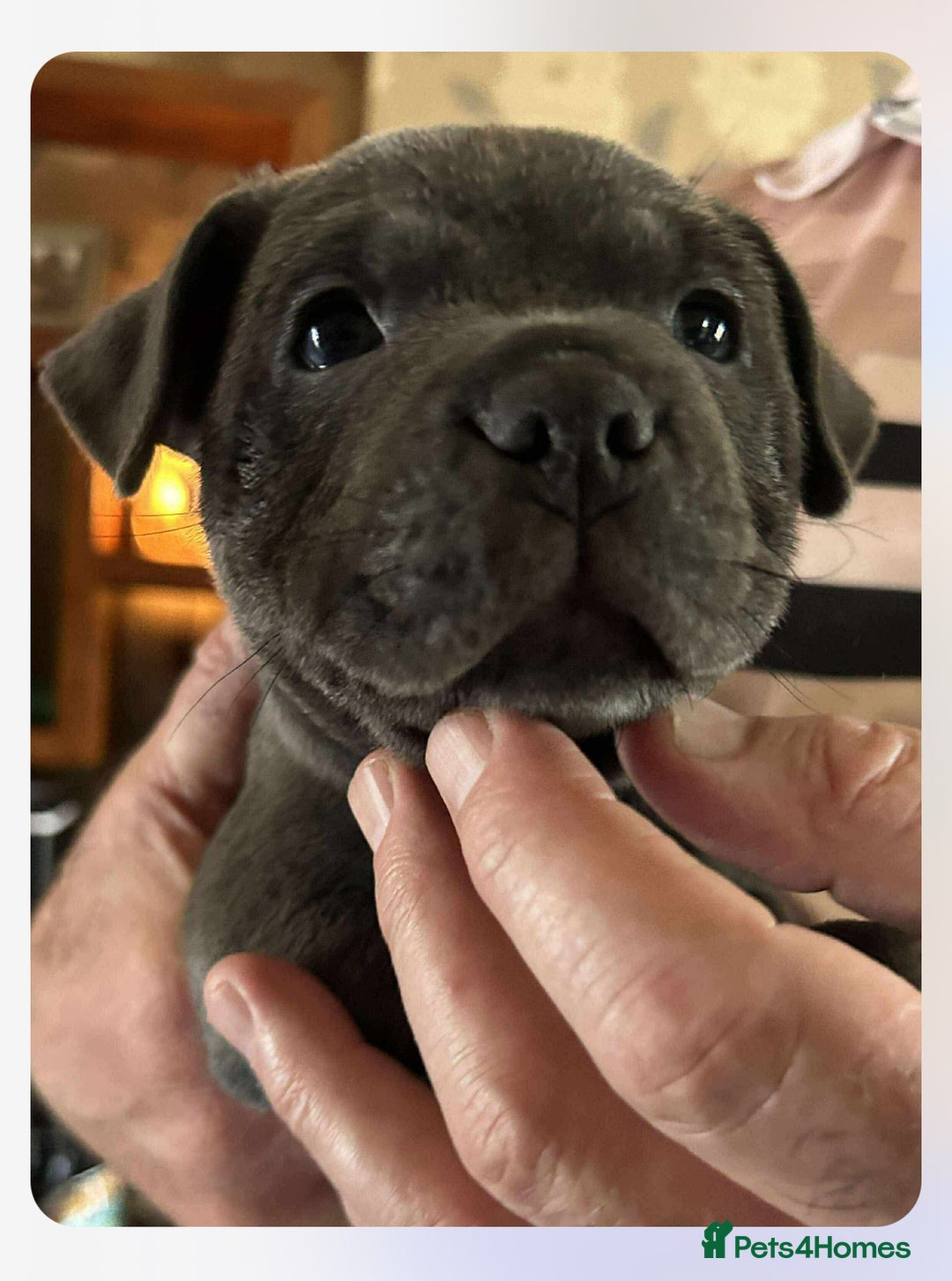 Staffordshire Bull Terrier dogs for sale: Blue Staffordshire Bull Terrier puppies - Image 8