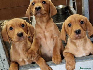 Labrador Retriever dogs - Advert 21