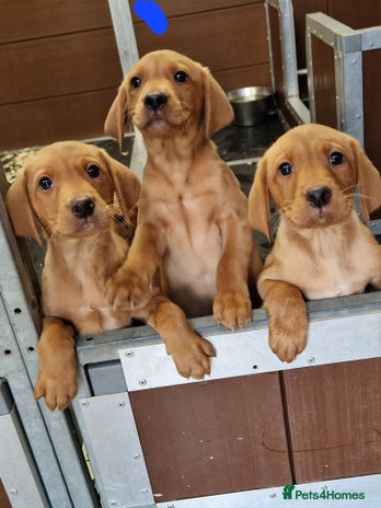Labrador Retriever dogs - Advert 7