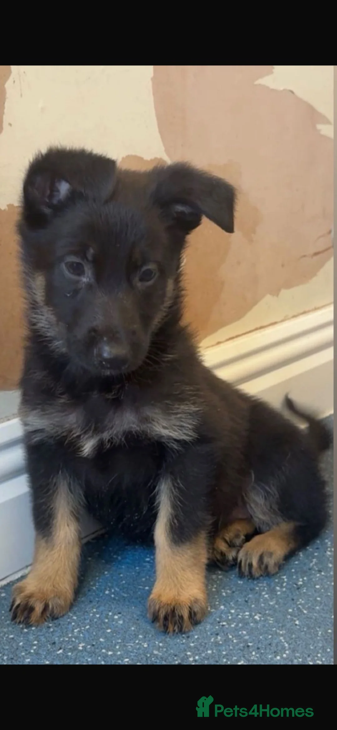 German Shepherd dogs for sale: 🐾 BEAUTIFUL GERMAN SHEPHERD PUPPIES 🐾 - Advert 4