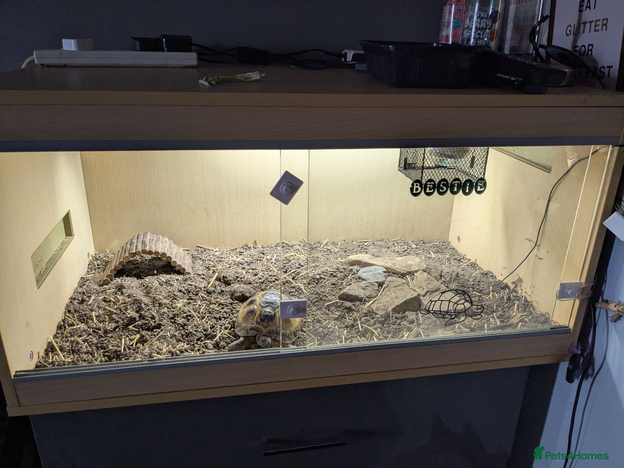 Tortoise reptiles Male horsefield tortoise with viv - Advert 1