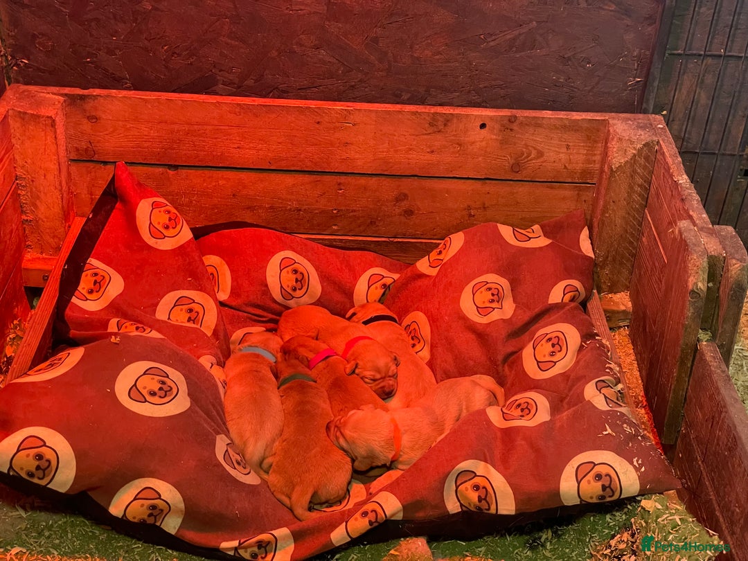 Labrador Retriever dogs for sale: KC Labrador pups ready 5th Jan 26 - Advert 20