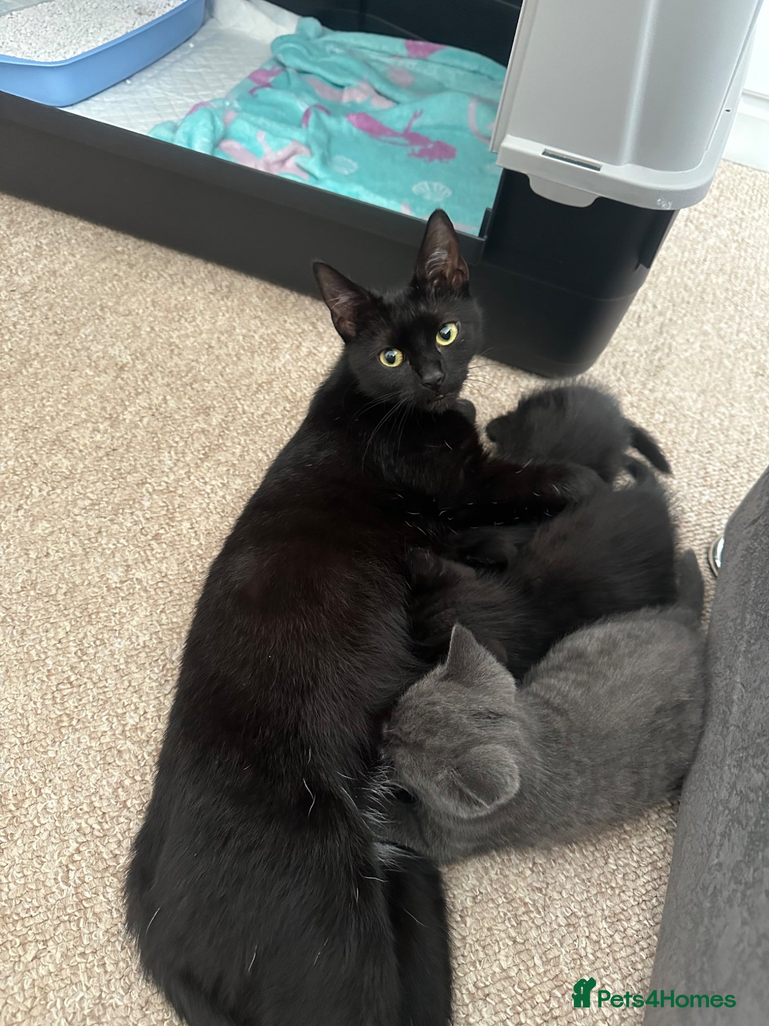 Mixed Breed cats 3 beautiful Kittens  - Advert 8