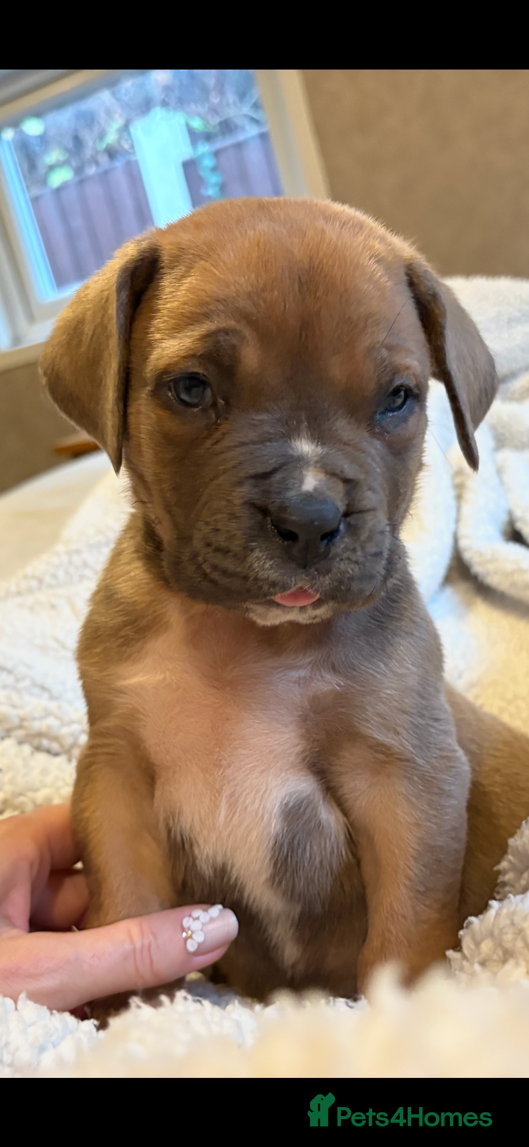 Boerboel dogs for sale: EXCEPTIONAL NABBR REGISTERED PUPPIES!  - Image 7
