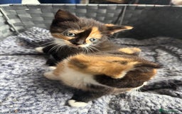 Mixed Breed cats for sale: Kittens  - Image 11
