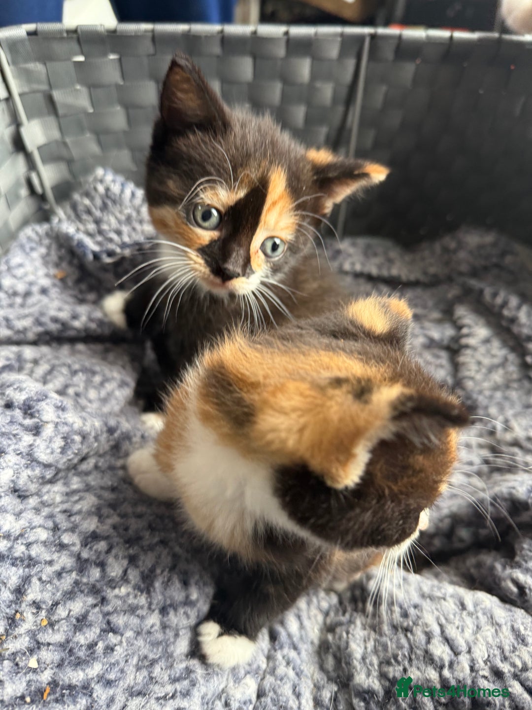 Mixed Breed cats for sale: Kittens  - Image 11