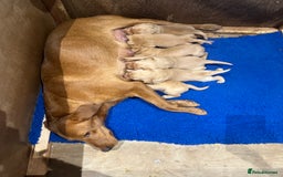 Labrador Retriever dogs for sale: Handsome KC Labrador boy 💙 - Image 5