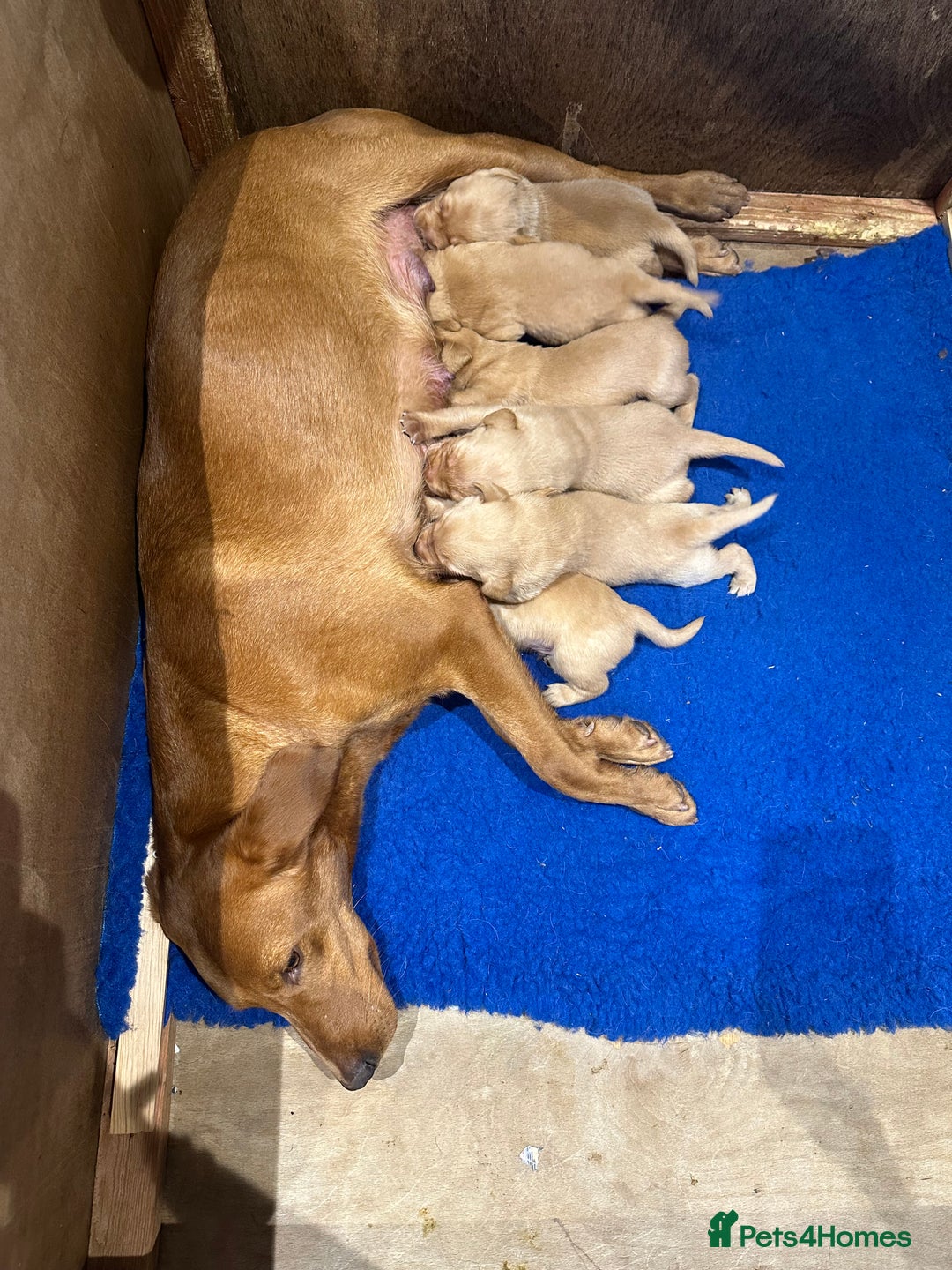 Labrador Retriever dogs for sale: Handsome KC Labrador boy 💙 - Image 5