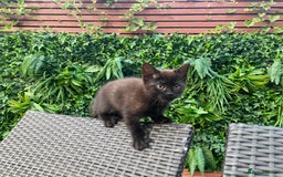 Mixed Breed cats for sale: 4 beautiful kittens, Bengal & British shorthair - Image 9