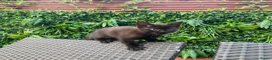 Mixed Breed Kitten 3