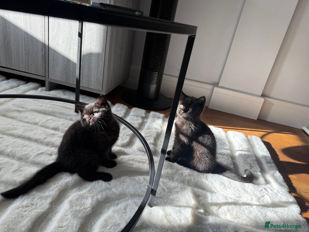 British Shorthair cats for sale: Fluffy Chocolate British Shorthair Kittens 🐾 - Image 27