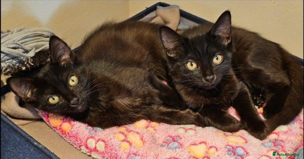 Mixed Breed cats Finn and Archie are looking for a home - Advert 1