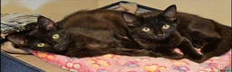 Mixed Breed cats for adoption: Finn and Archie are looking for a home in Hook - Advert 1