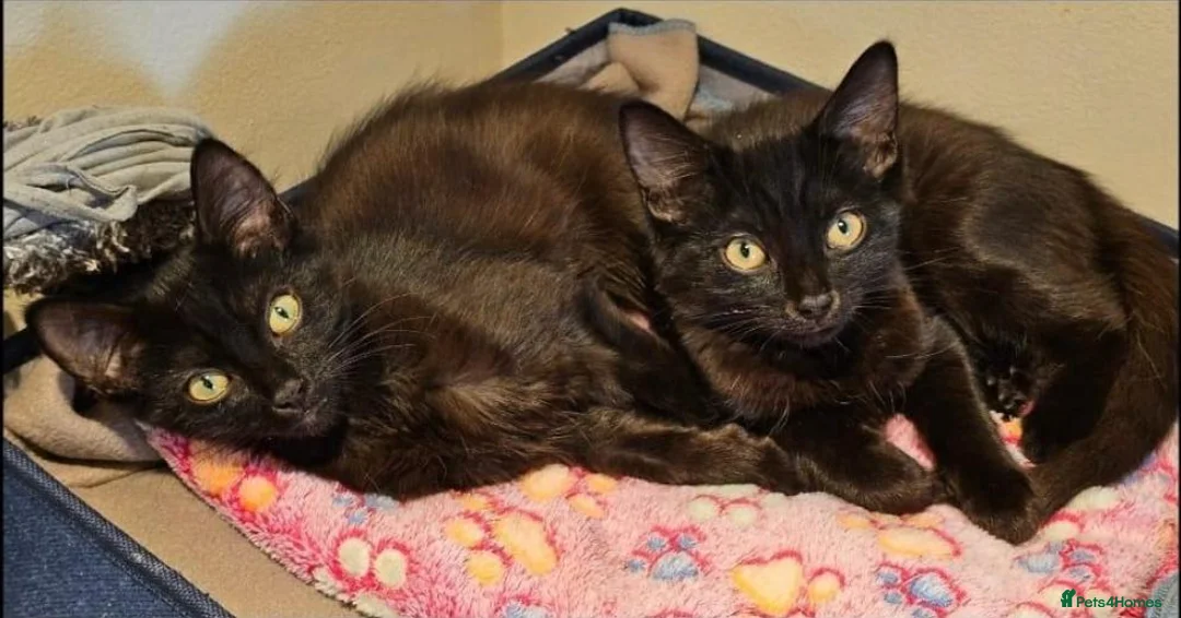 Mixed Breed cats for adoption: Finn and Archie are looking for a home in Hook - Advert 1
