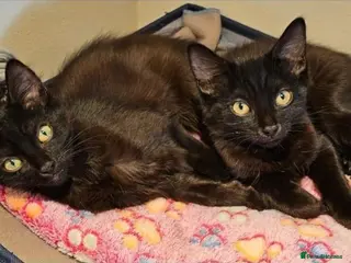 Mixed Breed cats Finn and Archie are looking for a home - Advert 5