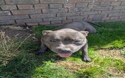 Staffordshire Bull Terrier dogs for sale: Blue staff for sale  - Image 20