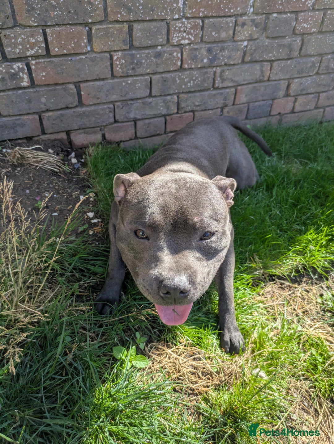 Staffordshire Bull Terrier dogs for sale: Blue staff for sale  - Image 20