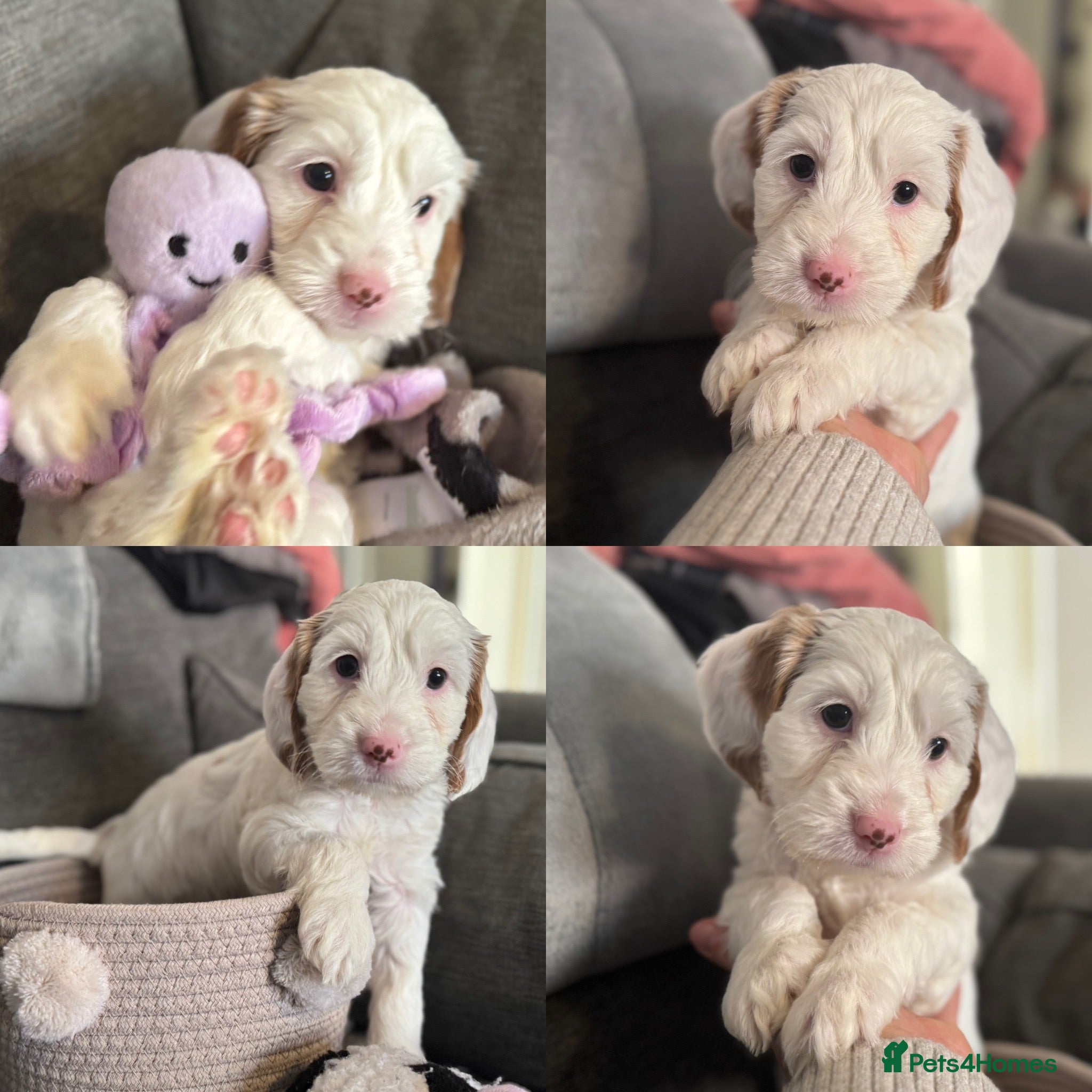 Cockapoo dogs One gorgeous F2b Cockapoo girl left  - Advert 4