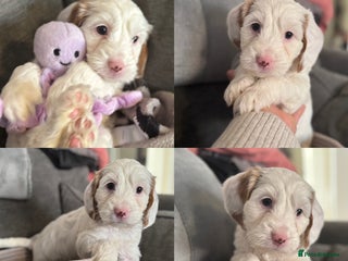 Cockapoo dogs One gorgeous F2b Cockapoo girl left - Advert 17