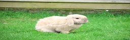 Mini Lop rabbits for sale: 2 Mini Lops for short or long term foster in Bath - Advert 2