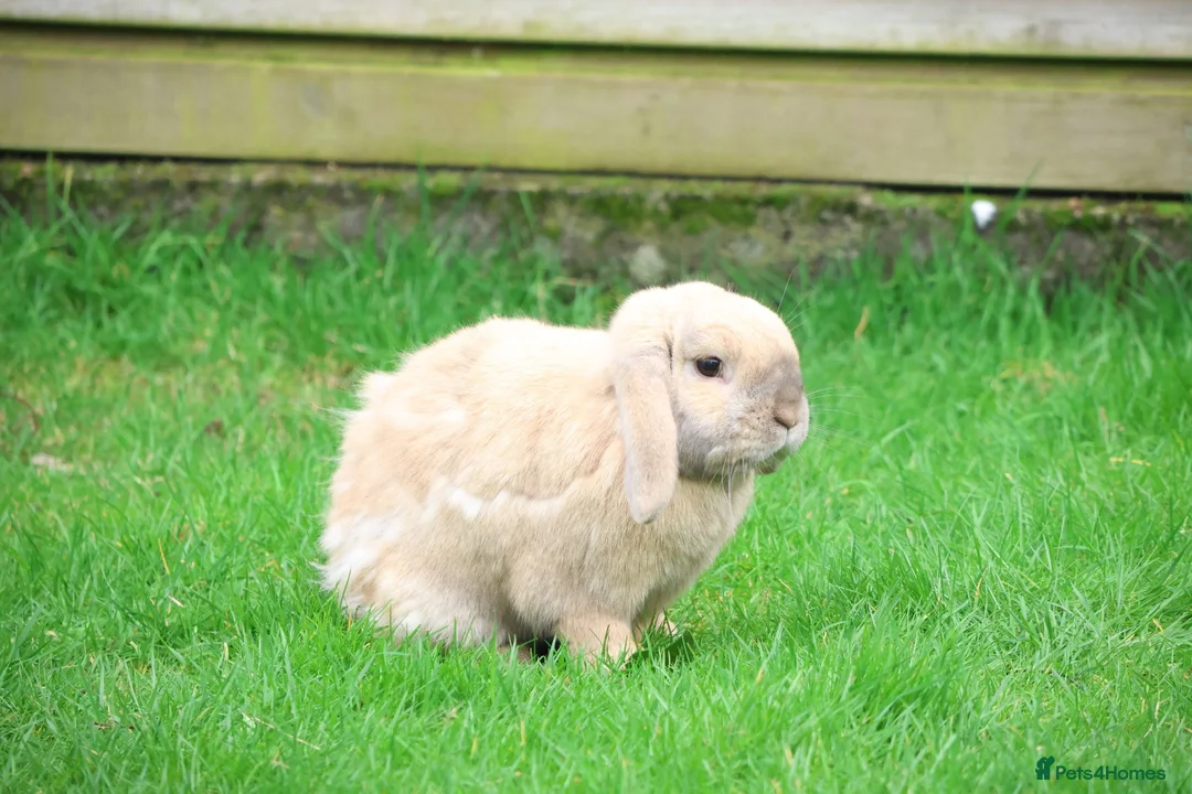 Mini Lop rabbits for sale: 2 Mini Lops for short or long term foster in Bath - Advert 2