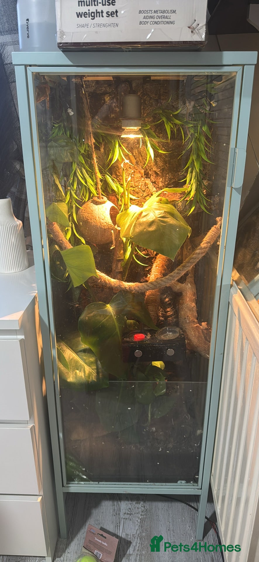 Gecko reptiles CRested gecko complete with bio active setup - Advert 2