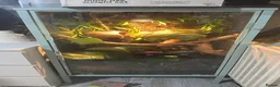 Gecko reptiles for sale: CRested gecko complete with bio active setup in Basingstoke - Advert 1