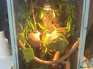 Gecko reptiles CRested gecko complete with bio active setup - Advert 2