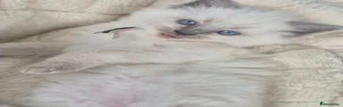 Ragdoll Kitten 5