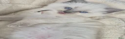 Ragdoll cats for sale: Beautiful ragdolls gccf and tica registered - Advert 9