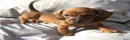 Dachshund dogs for sale: Miniature dachshund  - Advert 5