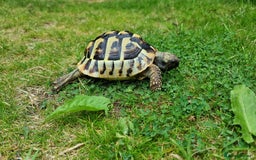 Tortoise reptiles for sale: Testudo Hermanni -tortoise for sale 7 years old - Image 6
