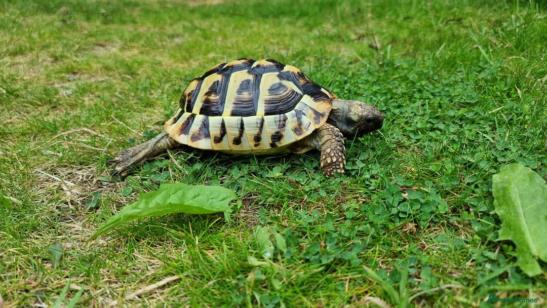 Tortoise reptiles for sale: Testudo Hermanni -tortoise for sale 7 years old - Image 6