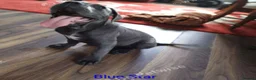 Cane Corso dogs for sale: Reduced! Champion Bloodline Cane Corso Puppies - Advert 3